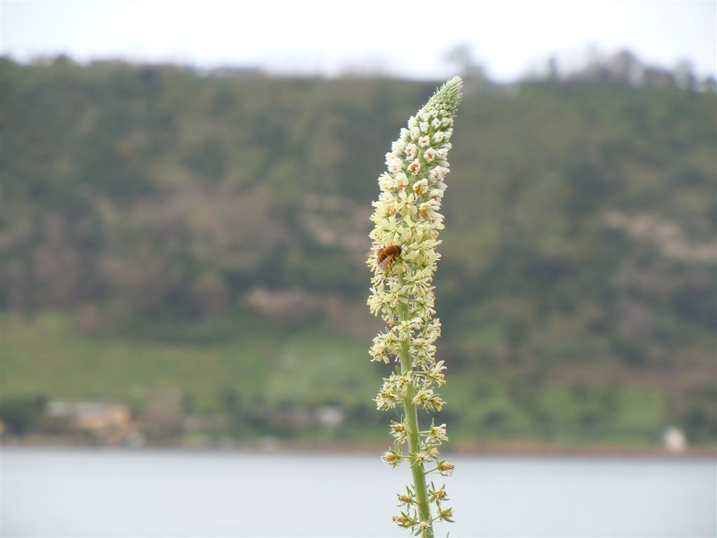 Reseda alba